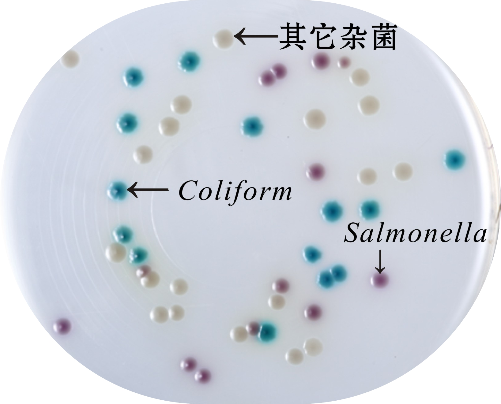 沙門(mén)氏菌顯色培養基生物圖冊