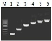 50μl 擴增體系中，以 5ng λDNA 為模板，對 500bp~6.0kb 的擴增結果